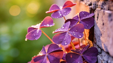小众惊艳的短句,“人生相逢有时尽,花开花落终有时”